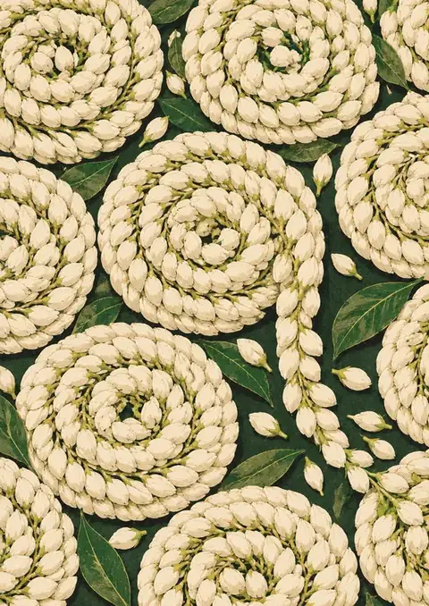 Jasmine Coils poster, Pattern illustration, green & cream