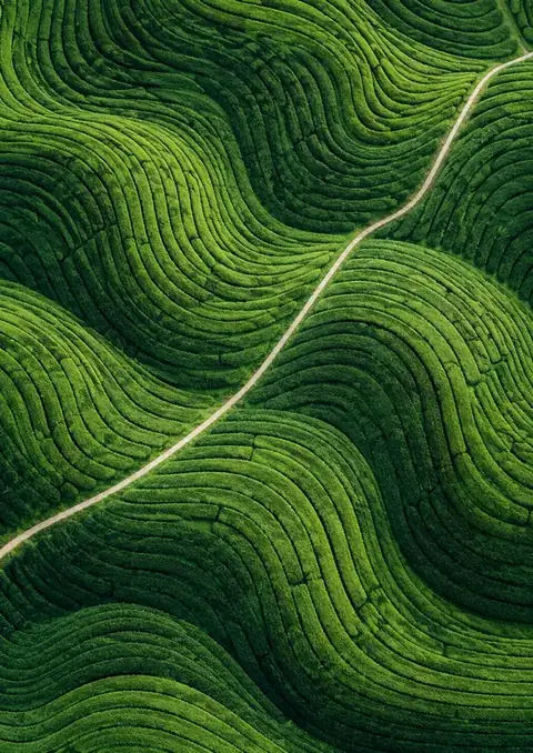 Nilgiri poster, Aerial photograph, graded greens